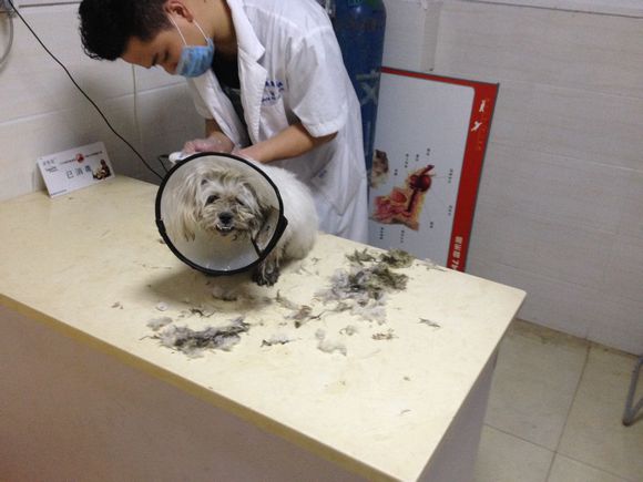 拯救狗狗不被蜜蜂蜇,拯救狗狗原版