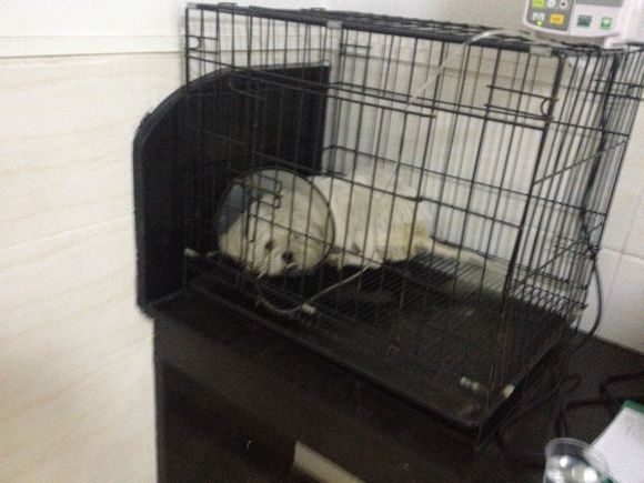 拯救狗狗不被蜜蜂蜇,拯救狗狗原版