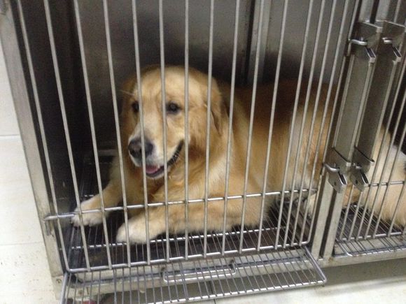 拯救狗狗不被蜜蜂蜇,拯救狗狗原版