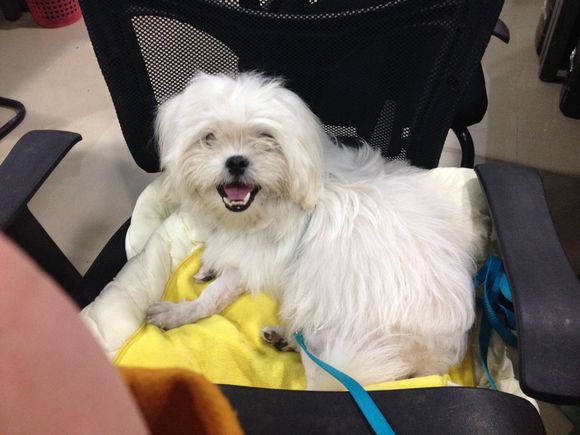 拯救狗狗不被蜜蜂蜇,拯救狗狗原版