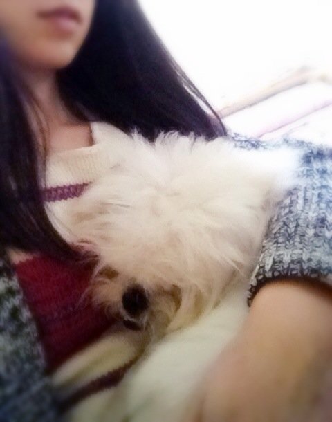 拯救狗狗不被蜜蜂蜇,拯救狗狗原版