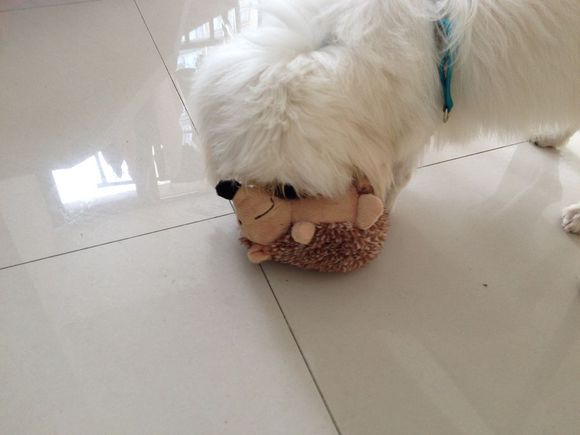 拯救狗狗不被蜜蜂蜇,拯救狗狗原版