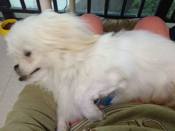 拯救狗狗不被蜜蜂蜇,拯救狗狗原版