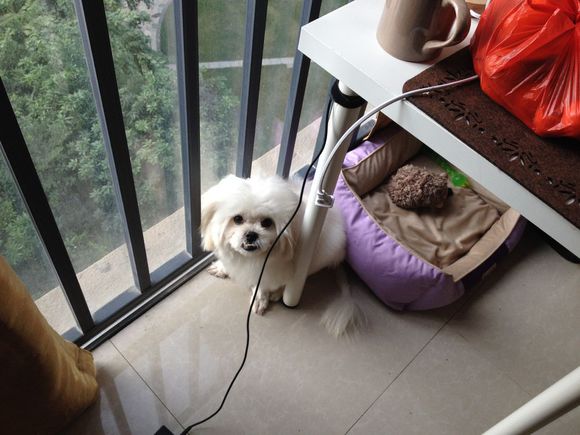 拯救狗狗不被蜜蜂蜇,拯救狗狗原版