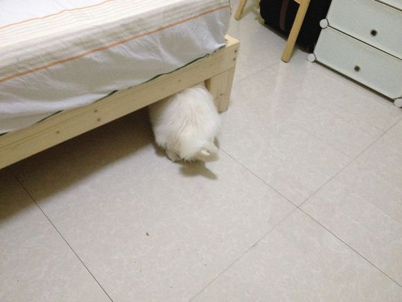 拯救狗狗不被蜜蜂蜇,拯救狗狗原版