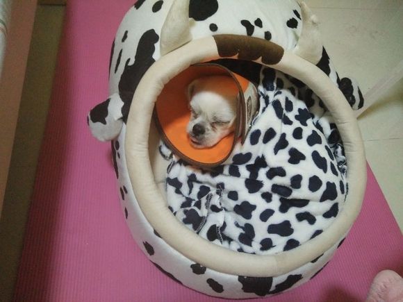 拯救狗狗不被蜜蜂蜇,拯救狗狗原版