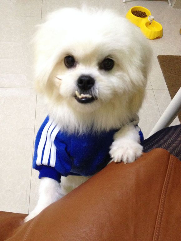 拯救狗狗不被蜜蜂蜇,拯救狗狗原版