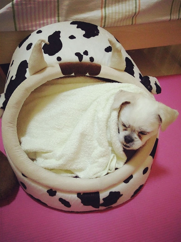 拯救狗狗不被蜜蜂蜇,拯救狗狗原版