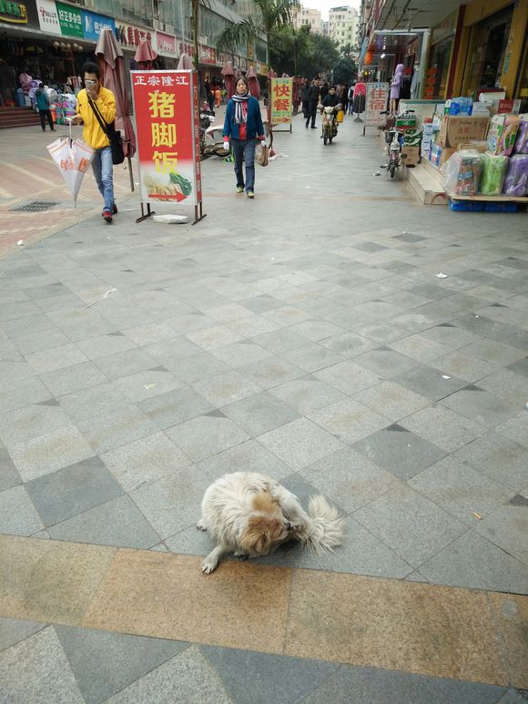 拯救狗狗不被蜜蜂蜇,拯救狗狗原版