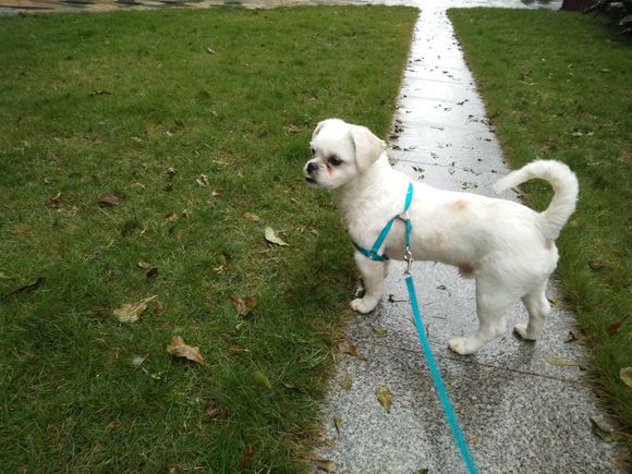 拯救狗狗不被蜜蜂蜇,拯救狗狗原版