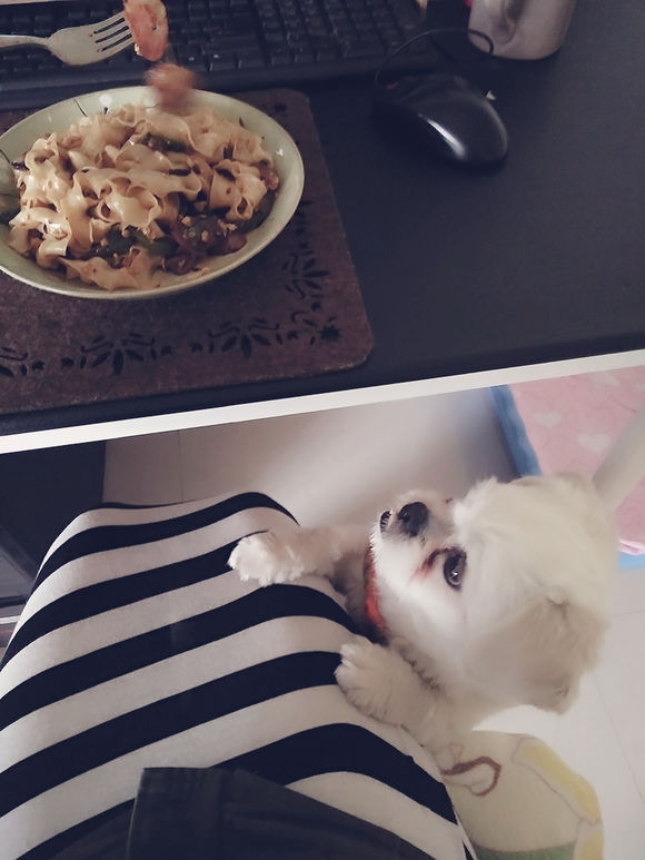 拯救狗狗不被蜜蜂蜇,拯救狗狗原版