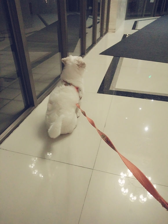 拯救狗狗不被蜜蜂蜇,拯救狗狗原版