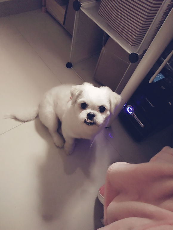 拯救狗狗不被蜜蜂蜇,拯救狗狗原版