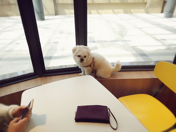 拯救狗狗不被蜜蜂蜇,拯救狗狗原版