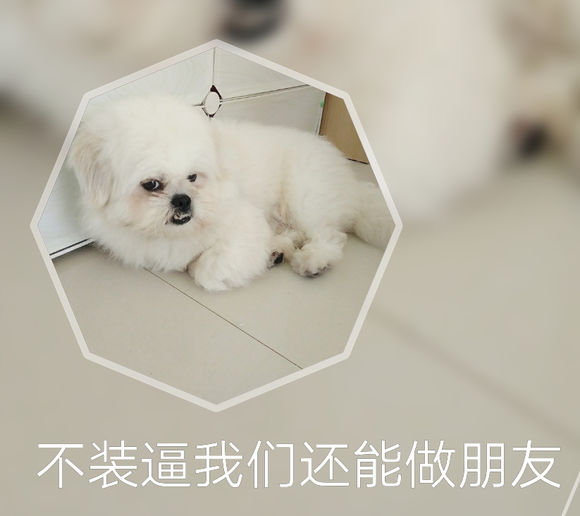 拯救狗狗不被蜜蜂蜇,拯救狗狗原版