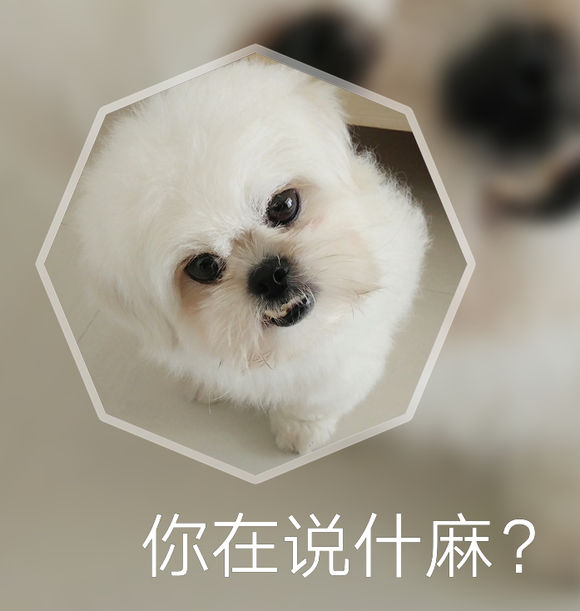 拯救狗狗不被蜜蜂蜇,拯救狗狗原版