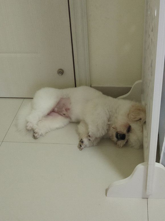 拯救狗狗不被蜜蜂蜇,拯救狗狗原版