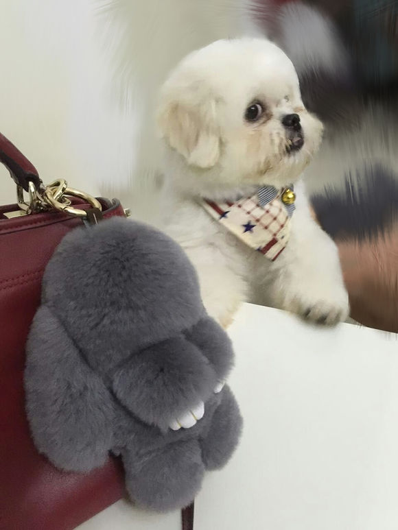 拯救狗狗不被蜜蜂蜇,拯救狗狗原版