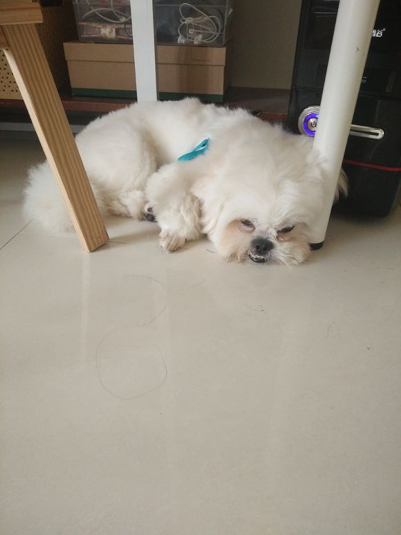 拯救狗狗不被蜜蜂蜇,拯救狗狗原版