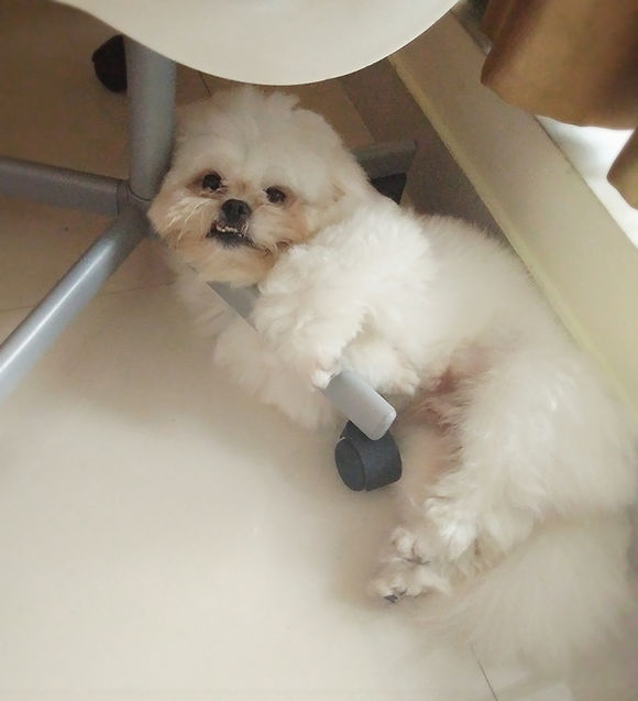 拯救狗狗不被蜜蜂蜇,拯救狗狗原版