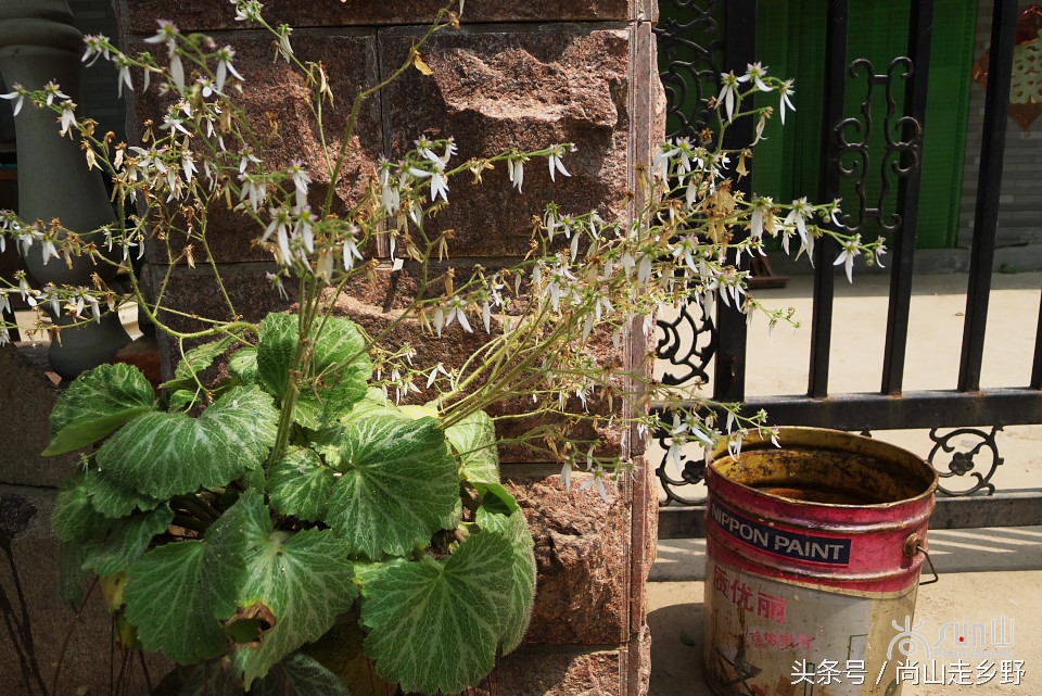 据说这种植物可以来治病英语,一种草对荨麻疹有特效