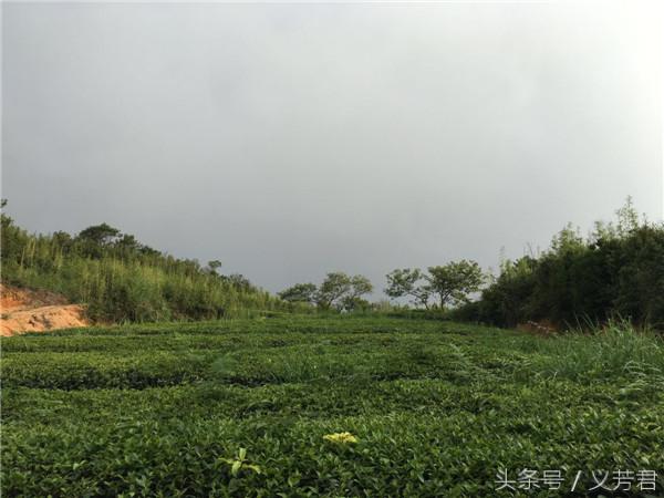 安溪铁观音深度解析,安溪铁观音到底好不好