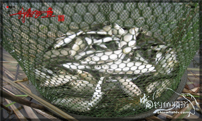 马踏湖国家湿地公园远足,马踏湖国家湿地公园游览路线