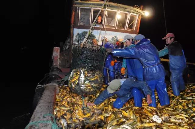 嵊泗野生大黄鱼价格,舟山鲜爆大黄鱼
