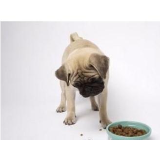 狗狗最近不怎么吃狗粮是什么原因,狗狗不吃狗粮大家都怎么纠正的