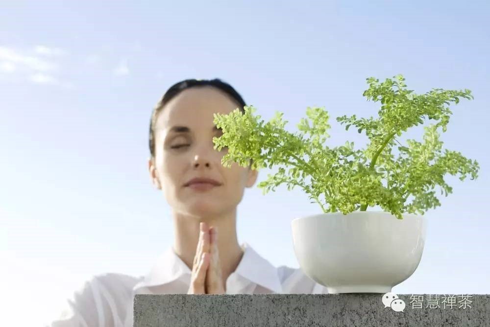 真正好的柑普茶,柑普茶的适宜人群