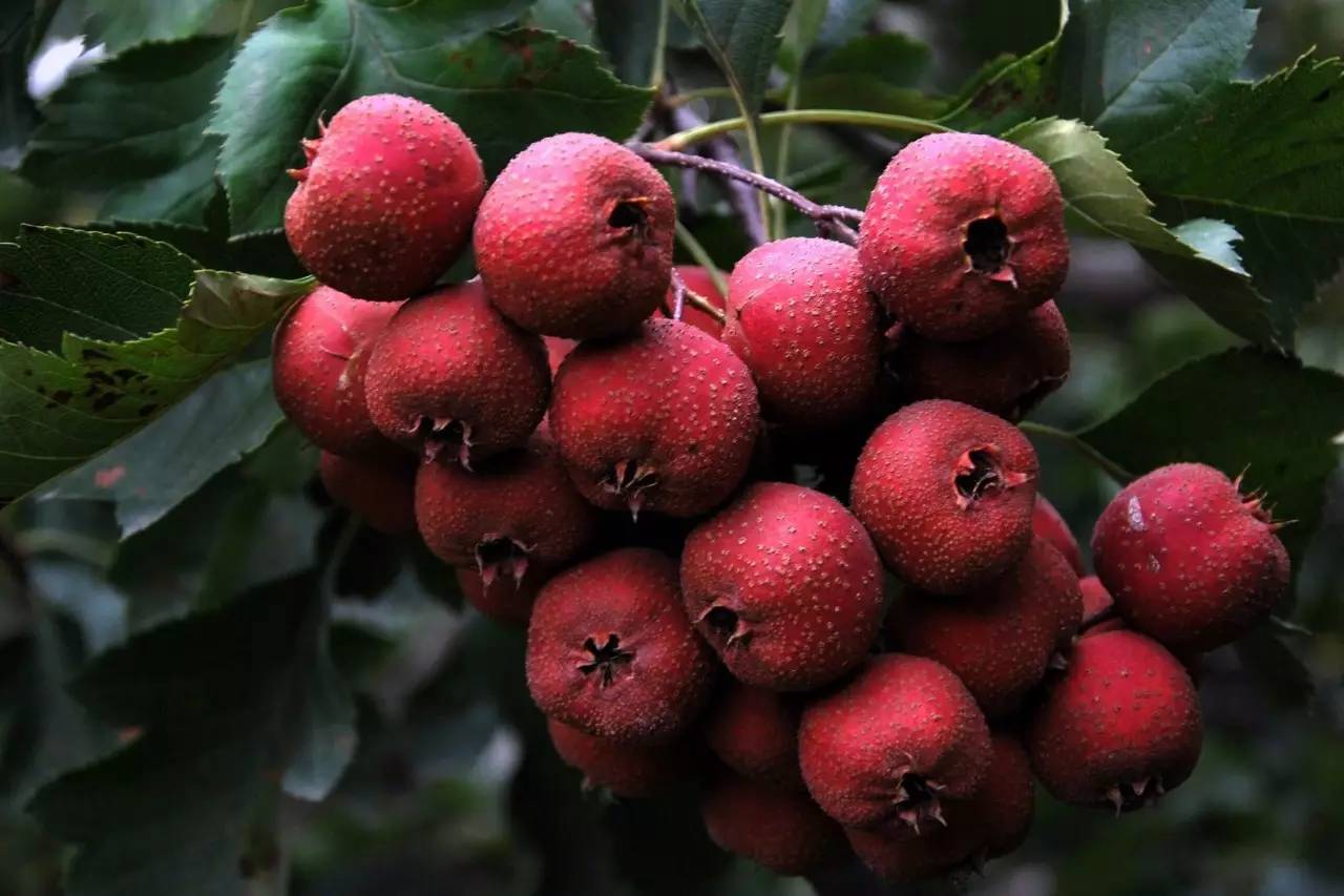植物果实怎么分类,植物果实的分类