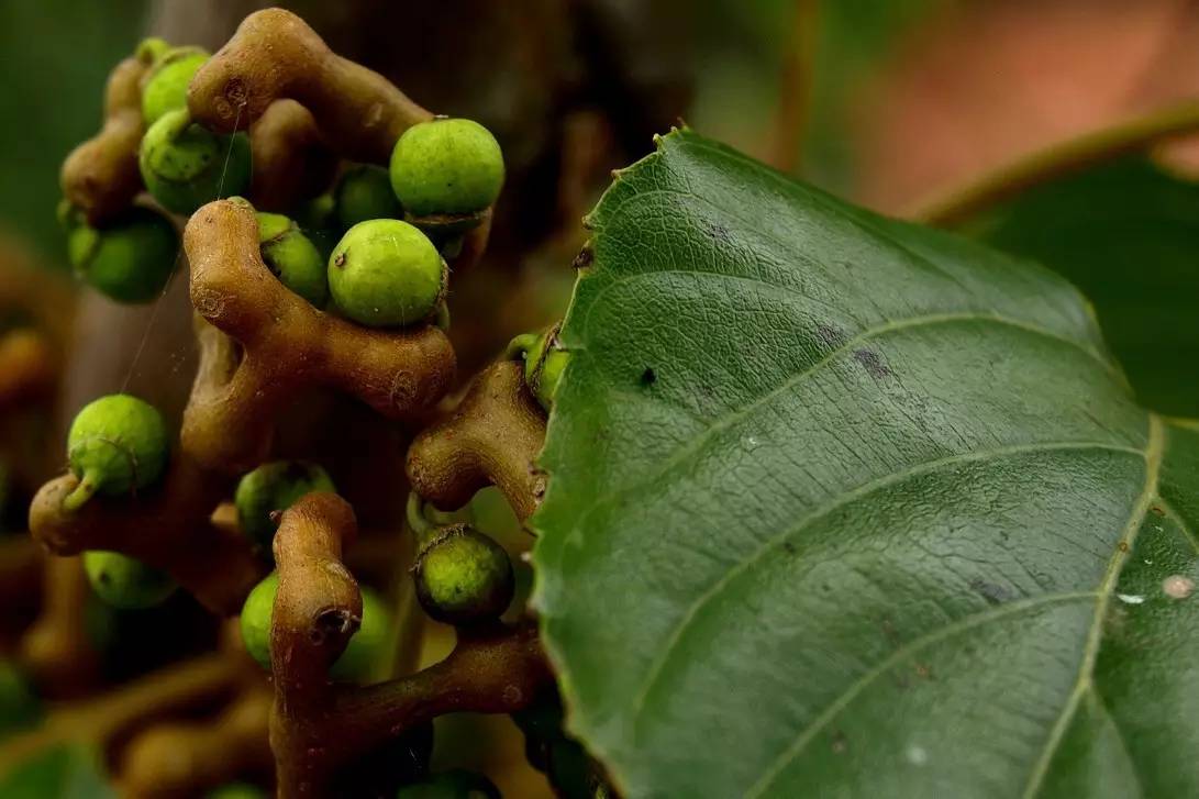 植物果实怎么分类,植物果实的分类