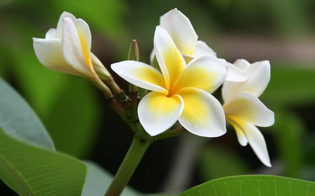 植物果实怎么分类,植物果实的分类