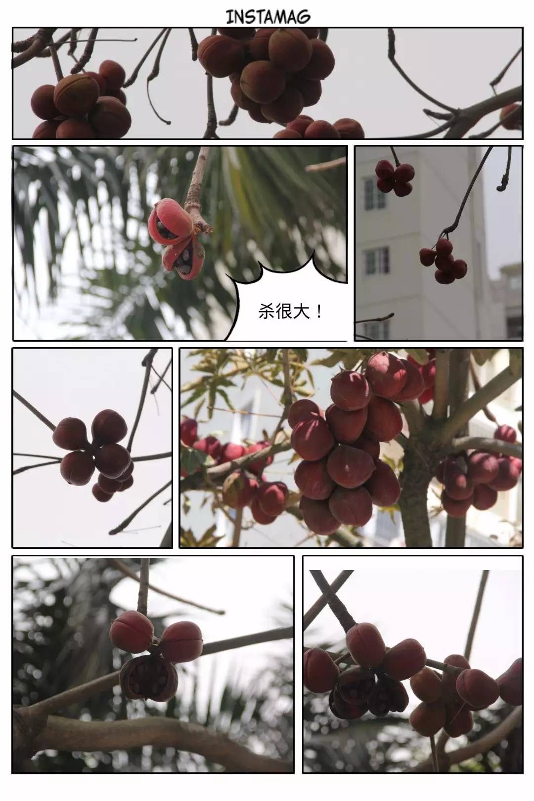 植物果实怎么分类,植物果实的分类