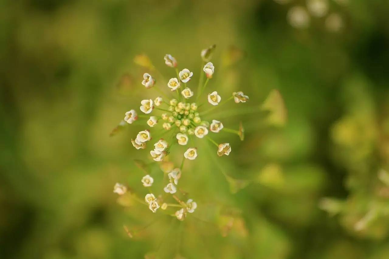 植物果实怎么分类,植物果实的分类