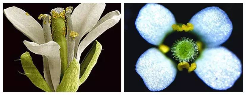 植物果实怎么分类,植物果实的分类