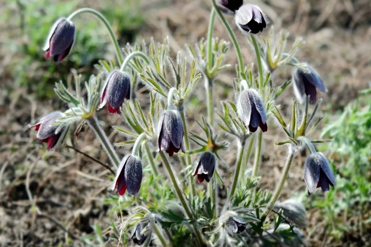 植物果实怎么分类,植物果实的分类