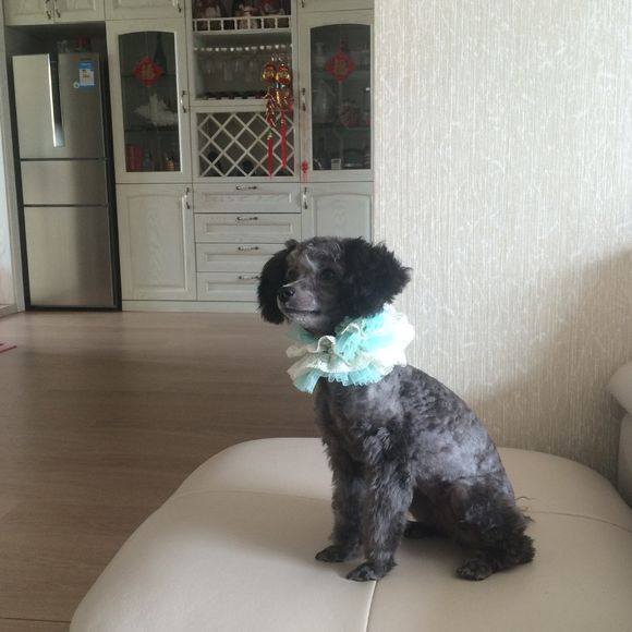 长腿泰迪和短腿泰迪的区别,短腿泰迪和长腿泰迪的区别