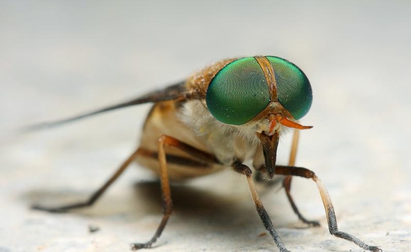 牛虻人畜皆害的吸血虫,遇见吸血虫牛虻怎么办