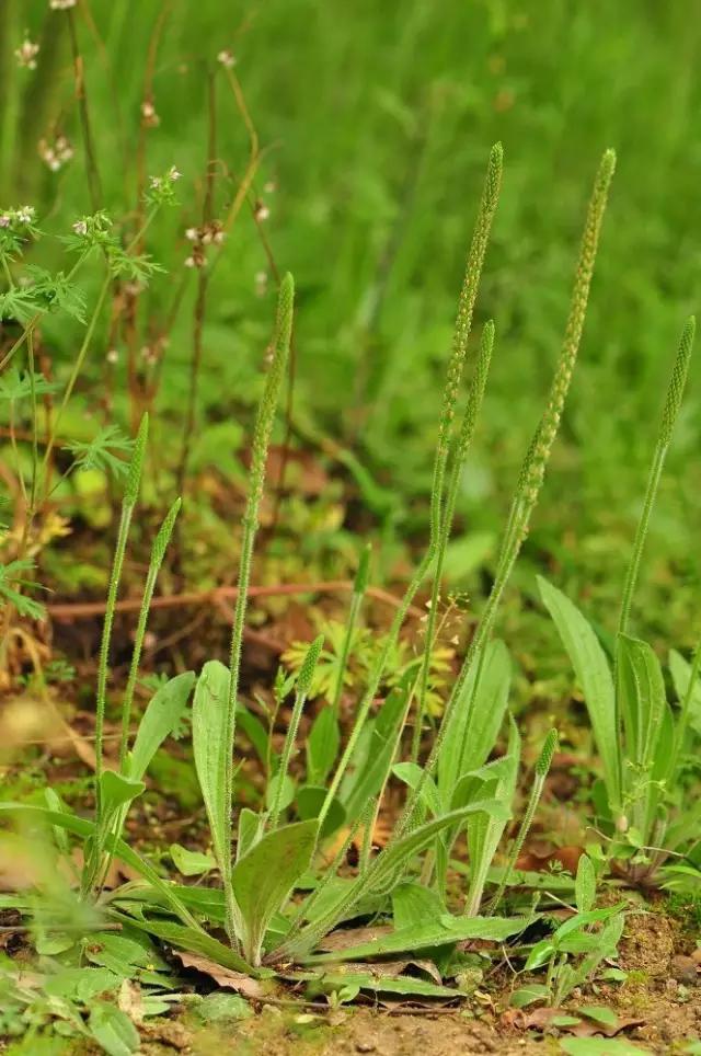 古人吃什么？《诗经》蔬果志：你现在还在采的芣苡