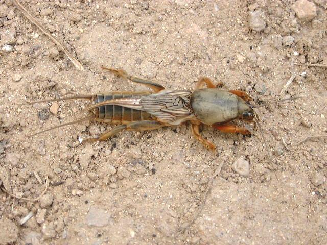 浣犺寰楀嚭鐙楃嫍鐨勫搧绉嶅悧,浣犺寰楀悧鍘熺増瑙嗛