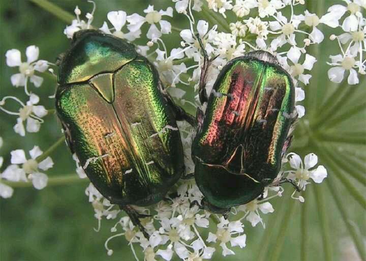 浣犺寰楀嚭鐙楃嫍鐨勫搧绉嶅悧,浣犺寰楀悧鍘熺増瑙嗛