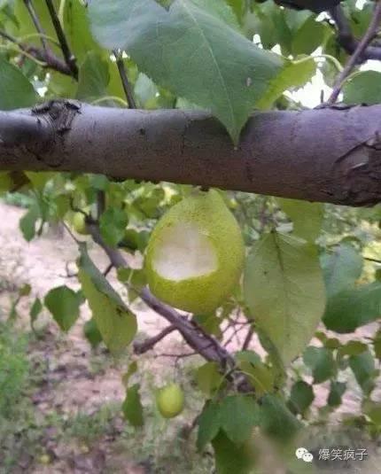 这样的红包你敢抢吗,这样的红包你还敢收吗