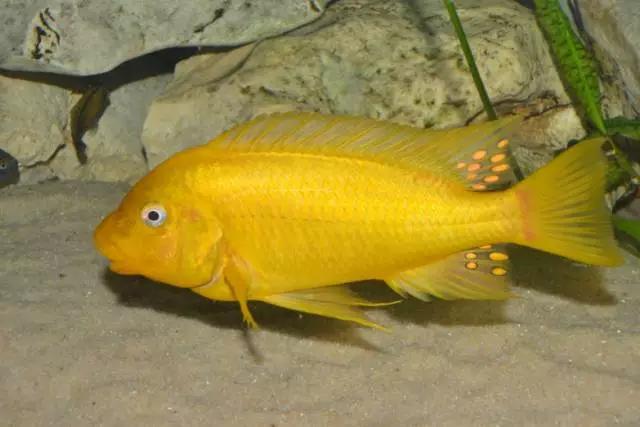 三湖慈鲷观赏视频,三湖慈鲷马鲷和蝴蝶