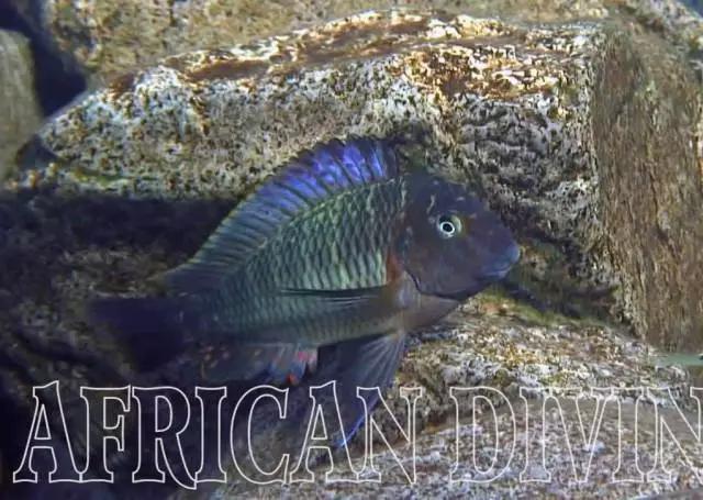 三湖慈鲷观赏视频,三湖慈鲷马鲷和蝴蝶