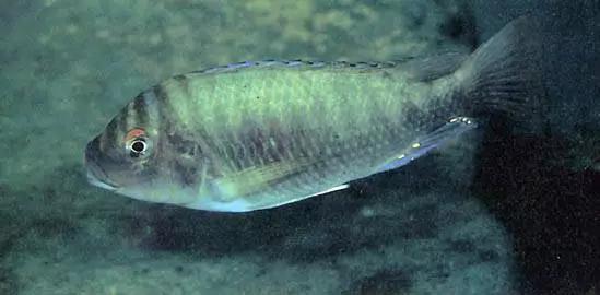 三湖慈鲷观赏视频,三湖慈鲷马鲷和蝴蝶