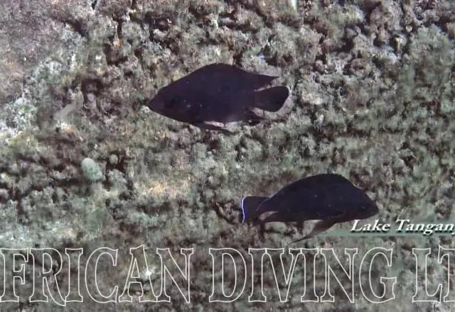 三湖慈鲷观赏视频,三湖慈鲷马鲷和蝴蝶