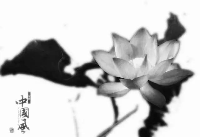如何把荷花修图成水墨画,手机荷花后期水墨画教程