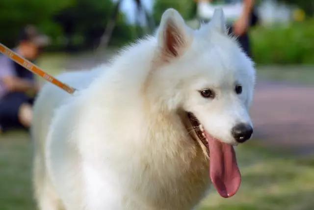 夏日来临宠物中暑,宠物防中暑全攻略