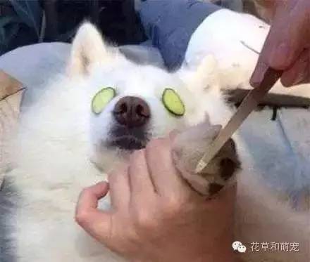 狗狗贴面膜,狗狗敷面膜